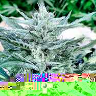 Gage Green Seeds Orange Juice